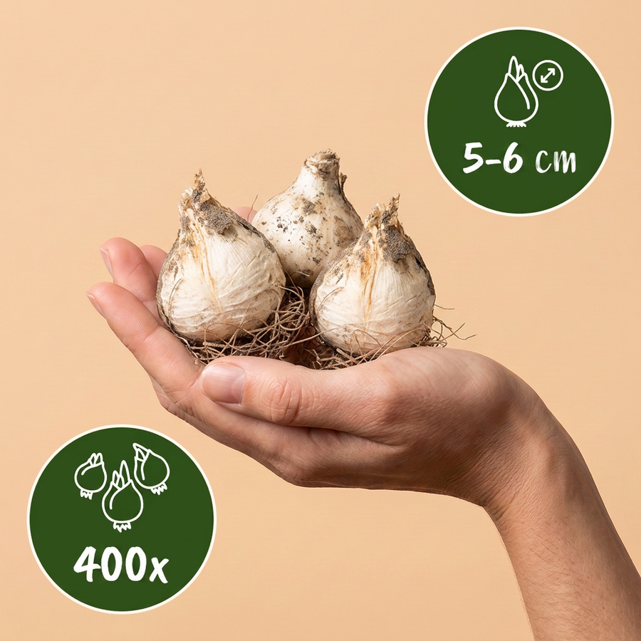 Alliumbollen Sphaerocephalon — paars, 400 stuks (bolmaat 5/6)