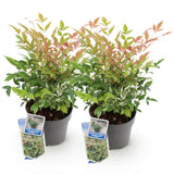 Green boutiQ - Tuinplant - Nandina Twilight - Bont & Roze - 2 Planten - Groenblijvend - Weinig Onderhoud - Pot 17cm Hoogte 45cm