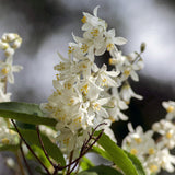 Green boutiQ - Heesters -Deutzia Gracilis - Bloem Wit - 1 Plant - Bladverliezend - Weinig Onderhoud - Pot 17cm Hoogte 45cm