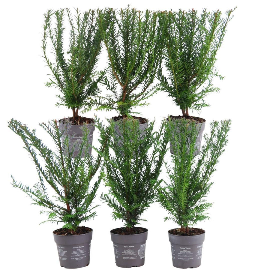Taxus baccata — Venijnboomhaag, 6 planten (1 strekkende meter)