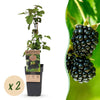 Green boutiQ - Fruitplant - Rubus fruticosus Black Satin - Bramenplant - Winterhard - Zwarte Braam - 2 Planten - Pot 15cm - Hoogte 50cm