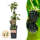 Green boutiQ - Fruitplant - Rubus fruticosus Black Satin - Bramenplant - Winterhard - Zwarte Braam - 2 Planten - Pot 15cm - Hoogte 50cm