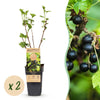 Green boutiQ - Fruitplant - Ribes nigrum Titania - Bessenplant - Winterhard - Zwarte Bes - 2 Planten - Pot 15cm - Hoogte 50cm