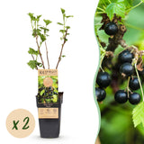 Green boutiQ - Fruitplant - Ribes nigrum Titania - Bessenplant - Winterhard - Zwarte Bes - 2 Planten - Pot 15cm - Hoogte 50cm
