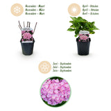 Green boutiQ - Hortensia - Hydrangea macrophylla Pink - Bloem Roze - 1 Plant -Bladverliezend - Weinig Onderhoud - Pot 17cm Hoogte 30cm