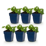 Green boutiQ - Vasteplant - Geranium cant. Cambridge - Ooievaarsbek - Bodembedekkend - Licht Roze - 6 Planten - Pot 11cm - Hoogte 15-25cm