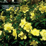 60x Hypericum 'Hidcote' - ↕10-25cm - Ø9cm