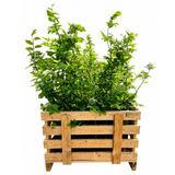 Palletdeal Haagplanten:50 Carpinus Betulus ↕ 80-100 - Ø 19cm | Mini Pallet