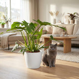 Green boutiQ - Kamerplant - Philodendron - Philodendron Lacerum - Groen - Weinig onderhoud - 1 Plant - met Potter Wit - Pot 19cm - Hoogte 65cm