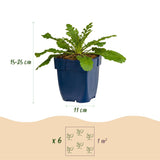 Green boutiQ - Vasteplant - Scabiosa col. Pink Mist - Duifkruid - Bijen en Vlinderlokkers - Roze - 24 Planten - Pot 11cm - Hoogte 15-25cm