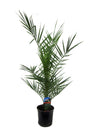 Phoenix Canariensis - 80 cm - Ø14cm