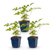 Green boutiQ - Vasteplant - Astilbe (J) Europa - Pluimspirea - Schaduw - Roze - 3 Planten - Pot 11cm - Hoogte 15-25cm