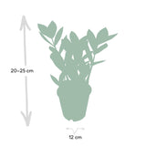 Zamioculas - Ø12cm - ↕35cm