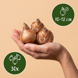 30x Narcissus Double mix - Gevulde narcis mix - Diversen - Voorjaarsbloeier - Bolmaat 10/12