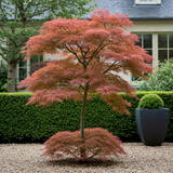 Green boutiQ - Terrasplant - Japanse Esdoorn - Acer palmatum Jerre Swarts - Donker Rood - 2 Planten - Bladverliezend -Pot 19cm Hoogte 70cm