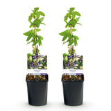 Green boutiQ - Passiebloem - Passiflora caerulea- Bloem Blauw met Groen Wit - Weinig onderhoud - 2 planten - Pot 11cm Hoogte 40cm