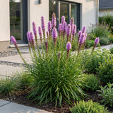 Green boutiQ - Vasteplant - Liatris spicata - Lampenkruid - Bijen- en vlinderlokkers - Paars - 24 Planten - Pot 11cm - Hoogte 15-25cm
