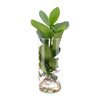 Clusia In Cylinder Glas - Ø12cm - ↕30cm