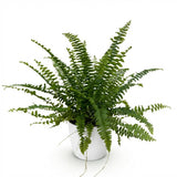 Green boutiQ - Kamerplant - Nephrolepsis exaltata Green Lady - Varen - Huisdiervriendelijke Plant - Groen - 1 Plant - met Potter Wit - Pot 12cm - Hoogte 25cm