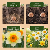 30x Narcissus large Cupped mix - Grootbloemige narcis mix - Geel en Wit - Voorjaarsbloeier - Bolmaat 12/14