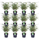 12x - Fargesia rufa - 40cm - Ø14