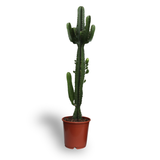 Euphorbia Acrurensis - Ø24cm - ↕60cm