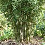 Green boutiQ - Grassen - Fargesia robusta Pingwu - Niet Woekerende Bamboe - Bladhoudend - Groen - 1 Plant - Pot 23 cm - Hoogte 80 cm