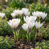 Krokusbollen wit — grootbloemige witte krokus, 240 stuks (maat 7/8)