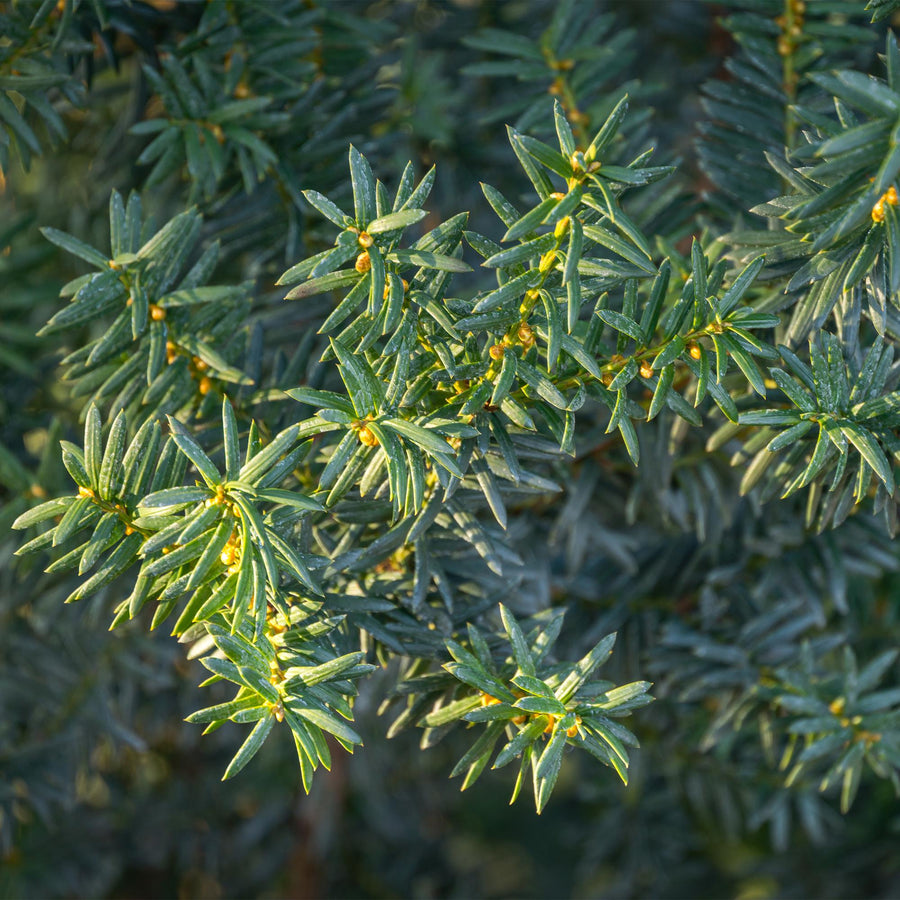 Taxus media Hilii — Venijnboomhaag, 6 planten (1 strekkende meter), 60 cm