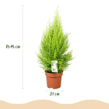 Green BoutiQ - Kamerplanten - Cupressus Gold Crest Wilma - Kamer conifeer - Weinig onderhoud - Groen - 1 Plant - met Potter Grijs - Pot 21cm - Hoogte 85-95cm