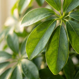 Schefflera Arab Nora met Potter wit- 70cm - Ø21