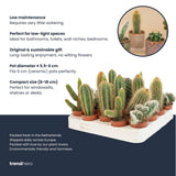 Cactus Set van 12 - ↑ 8–12 cm