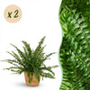 Green boutiQ - Kamerplant - Nephrolepsis exaltata Green Lady - Varen - Huisdiervriendelijke Plant - Groen - 2 Planten - met Mand - Pot 12cm - Hoogte 25cm