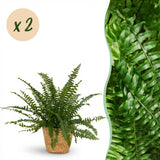Green boutiQ - Kamerplant - Nephrolepsis exaltata Green Lady - Varen - Huisdiervriendelijke Plant - Groen - 2 Planten - met Mand - Pot 12cm - Hoogte 25cm