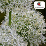 Alliumbollen White Giant — witte sierui, 5 stuks
