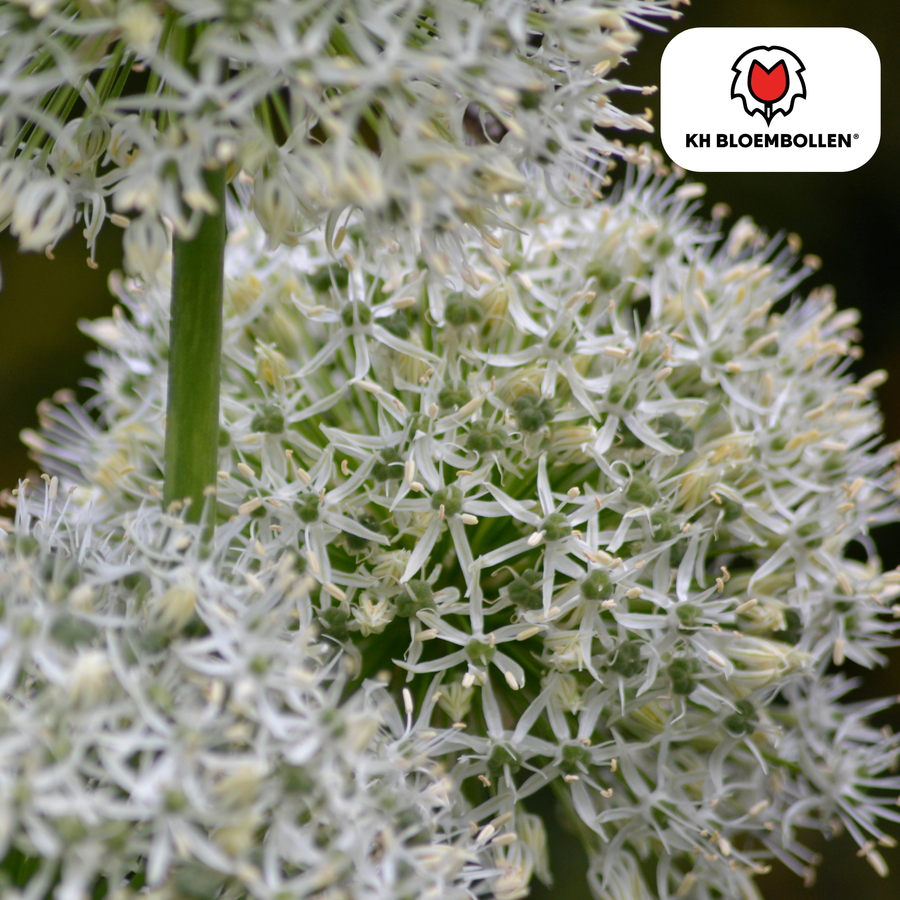 Alliumbollen White Giant — witte sierui, 5 stuks