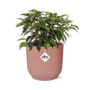 Ficus Benjamina Kinky in ELHO Vibes Fold 14cm roze