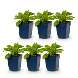 Green boutiQ - Vasteplant - Digitalis purp. Dalmatian White - Vingerhoedskruid - Schaduw - Wit - 6 Planten - Pot 11cm - Hoogte 15-25cm