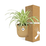 Chlorophytum Comosum Variegatum in ELHO Vibes Fold 14cm geel