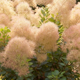 Green boutiQ - Tuinplant - Cotinus coggyria Young Lady - Groen 3 Planten - Bladverliezend - Weinig Onderhoud - Pot 12cm Hoogte 35cm