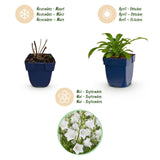 Green boutiQ - Vasteplant - Campanula pers. Alba - Perzikbladklokje - Bijen en Vlinderlokkers - Wit - 12 Planten - Pot 11cm - Hoogte 15-25cm