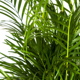 Dypsis Areca Lutescens met mand Ø21cm - ↕100 - 120cm
