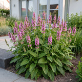 Green boutiQ - Vasteplant - Stachys off. Ukkie - Ezeloor - Rotsplanten - Roze - 6 Planten - Pot 11cm - Hoogte 15-25cm