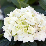 Green boutiQ - Tuinplant - Hydrangea Endles Summer The Bride - Hortensia - Winterhard - Wit - 4 Planten - Pot 14cm - Hoogte 20-25cm