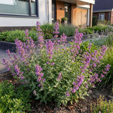 Green boutiQ - Vasteplant - Nepeta rac. Grog - Kattenkruid - Bijen- en vlinderlokkers - Blauw - 24 Planten - Pot 11cm - Hoogte 15-25cm