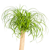Beaucarnea Recurvata Stam met mand Ø24cm - ↕80 - 100cm