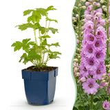 Green boutiQ - Vasteplant - Delphinium (P) Astolat - Ridderspoor - Bijen en Vlinderlokkers - Roze - 24 Planten - Pot 11cm - Hoogte 15-25cm