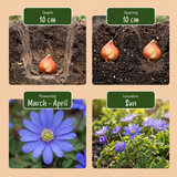 Bollenmix Garden Blue — blauwe tintenmix, 1000 stuks (maat 10/12)