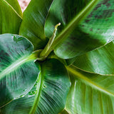 Green BoutiQ - Green is... Kamerplanten - Musa acuminata Dwarf Cavendisch - Bananenplant - Weinig onderhoud - Groen - 1 Plant - Pot 21cm - Hoogte 70-75cm