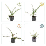 48x Cotoneaster suec. 'Coral Beauty' - ↕10-25cm - Ø9cm